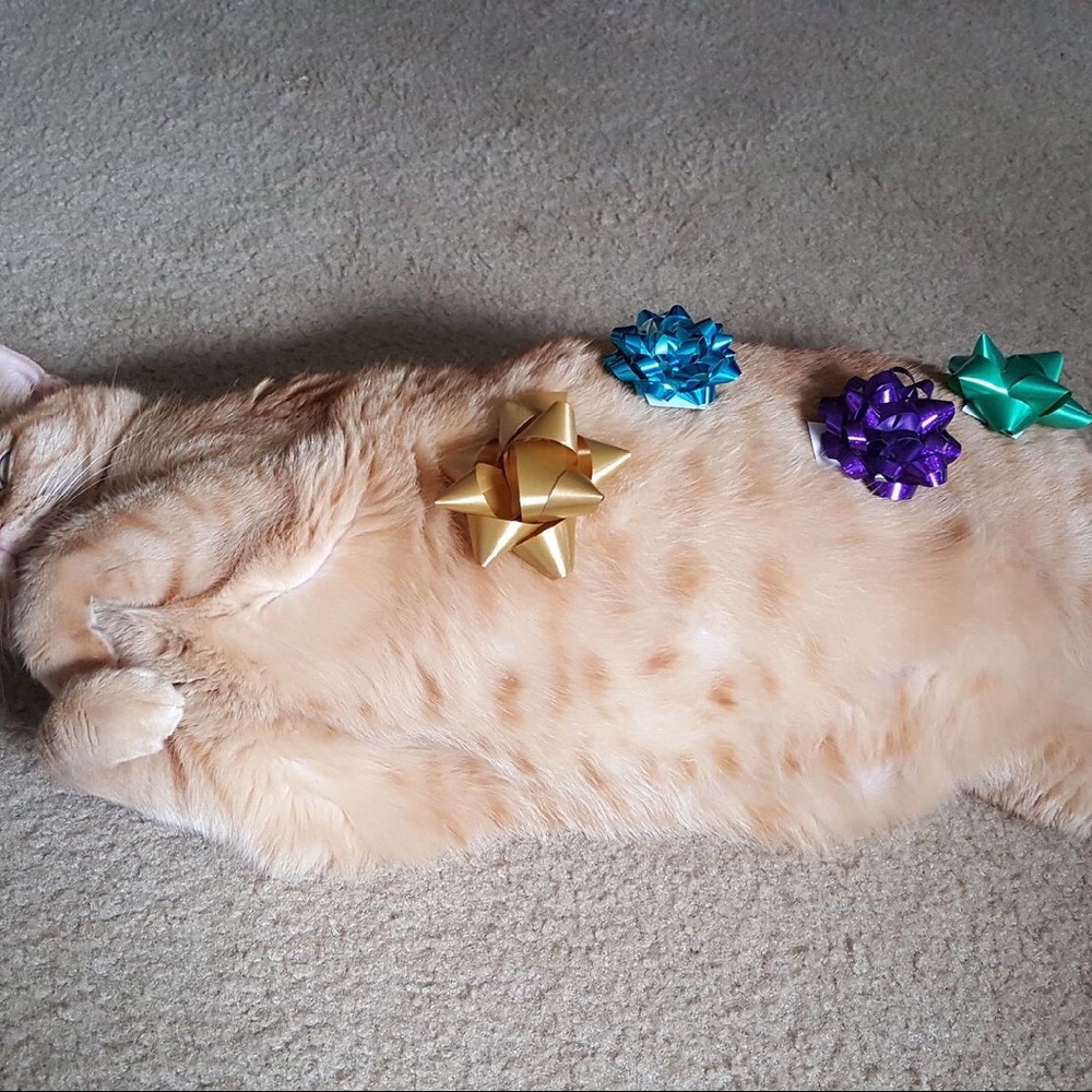 Meet your Posher, Deidra